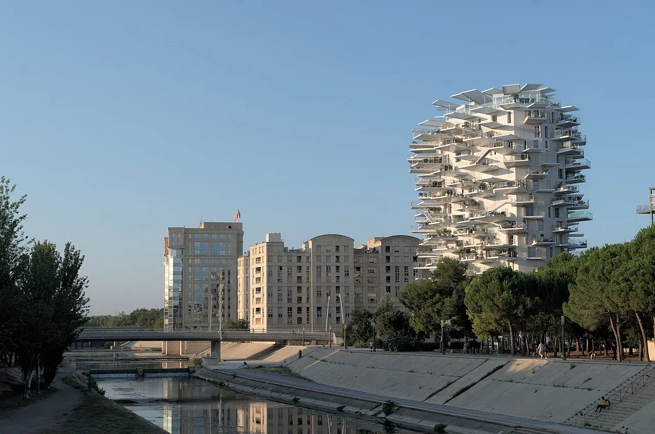 Arbre blanc à Montpellier